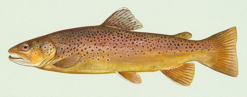 Salmo trutta — Wikipédia