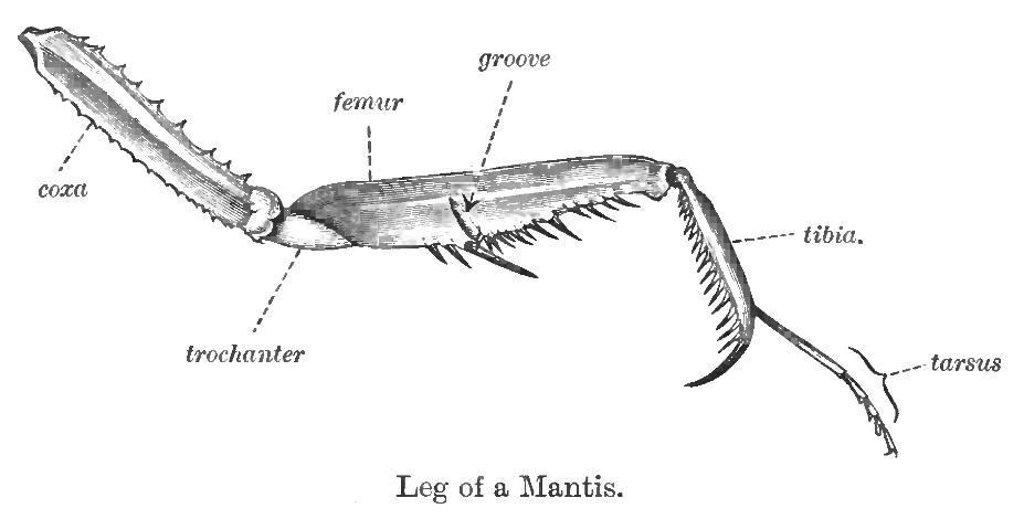 Raptorial - Wikipedia