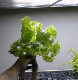 Aeroponics - Wikipedia