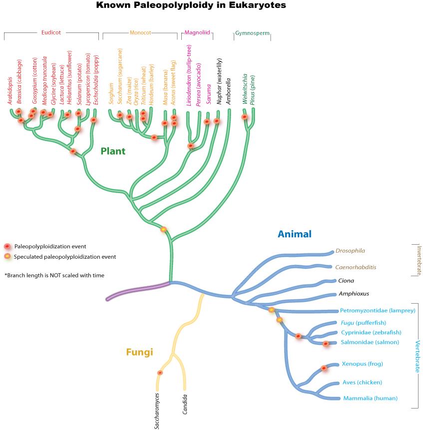 Paléopolyploïdie — Wikipédia