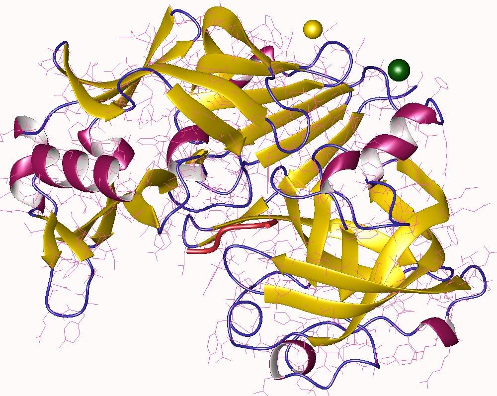 Chymosine — Wikipédia