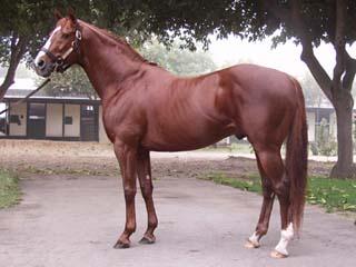 Thoroughbred - Wikipedia