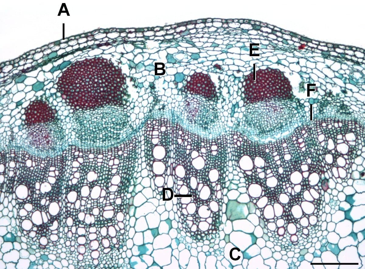 Vascular cambium - Wikipedia