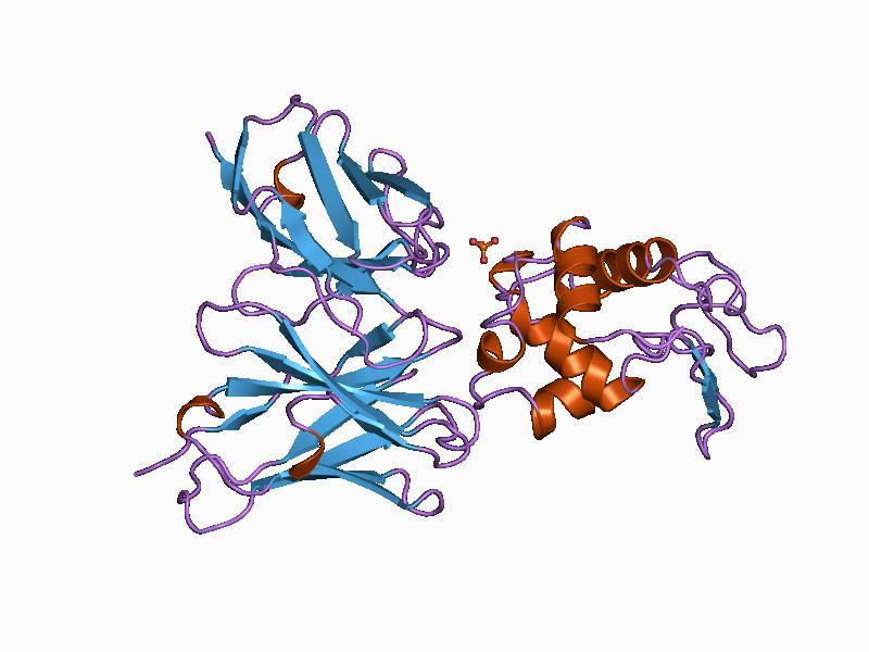 Immunoglobulin superfamily - Wikipedia