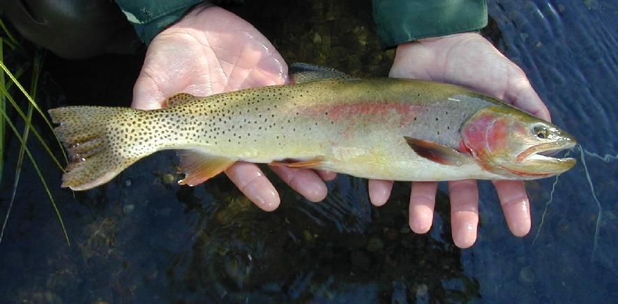 Oncorhynchus clarkii — Wikipédia