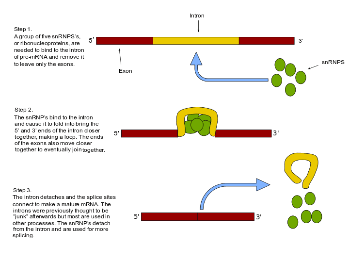 RNA splicing - Wikipedia