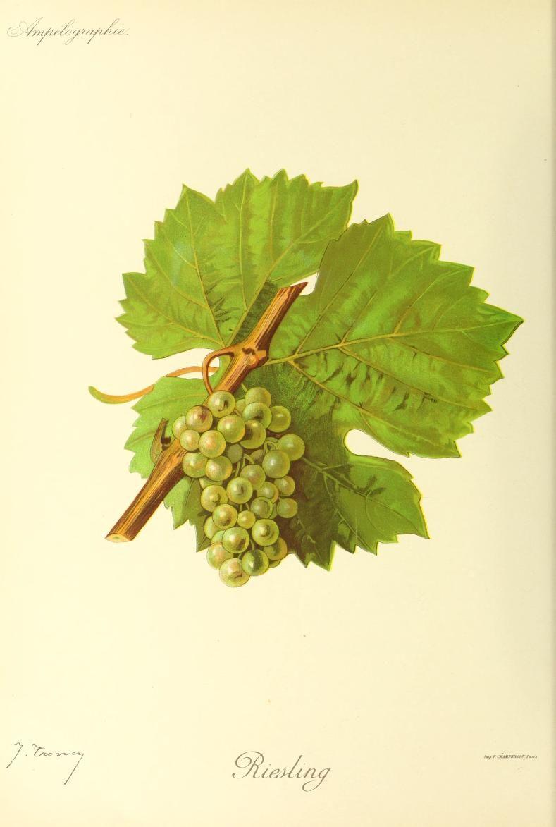 Riesling (cépage) — Wikipédia