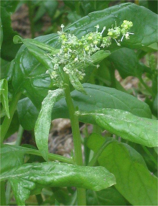 Spinach - Wikipedia