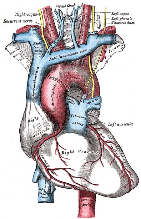 Artère pulmonaire — Wikipédia