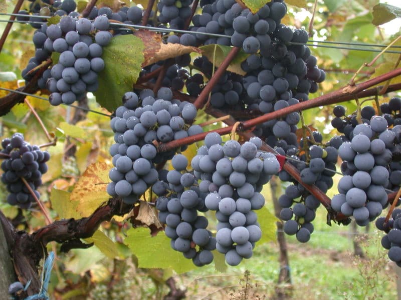 Gamay - Wikipedia