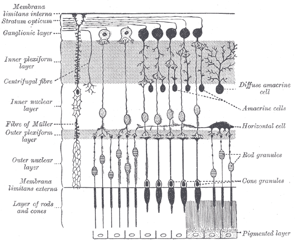 Retinal ganglion cell - Wikipedia