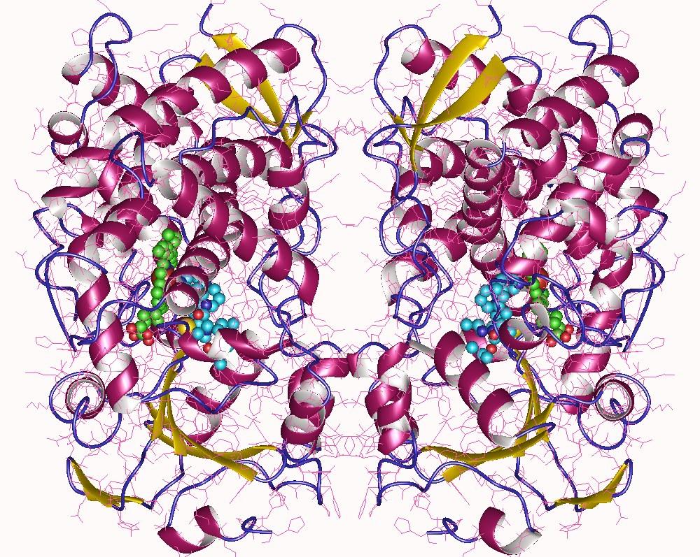 CYP3A4 - Wikipedia