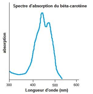 bêta-Carotène — Wikipédia