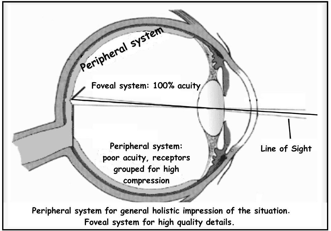 Peripheral vision - Wikipedia