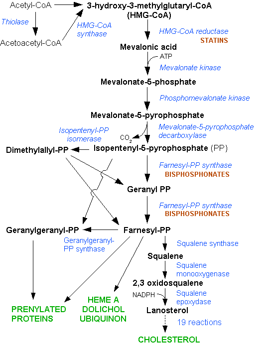 Voie du mévalonate — Wikipédia