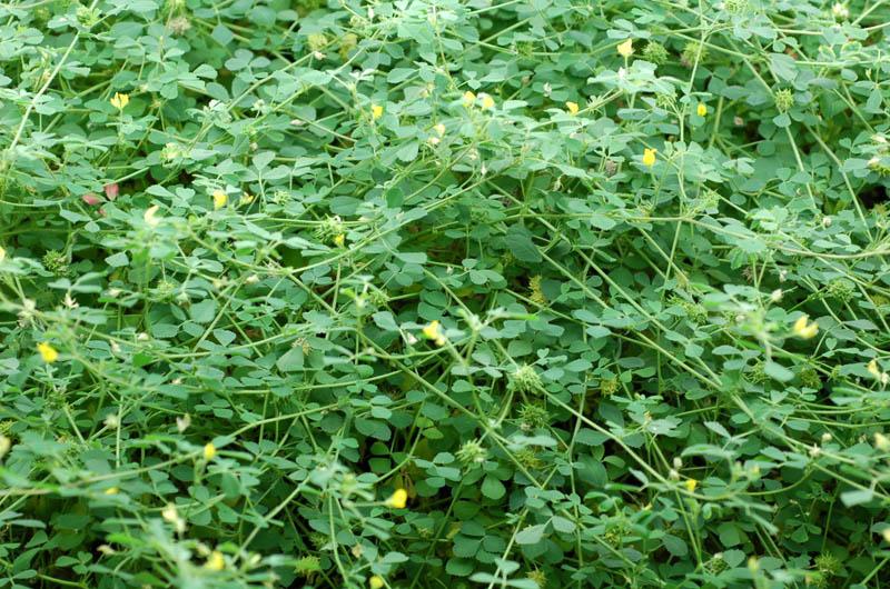 Medicago truncatula — Wikipédia