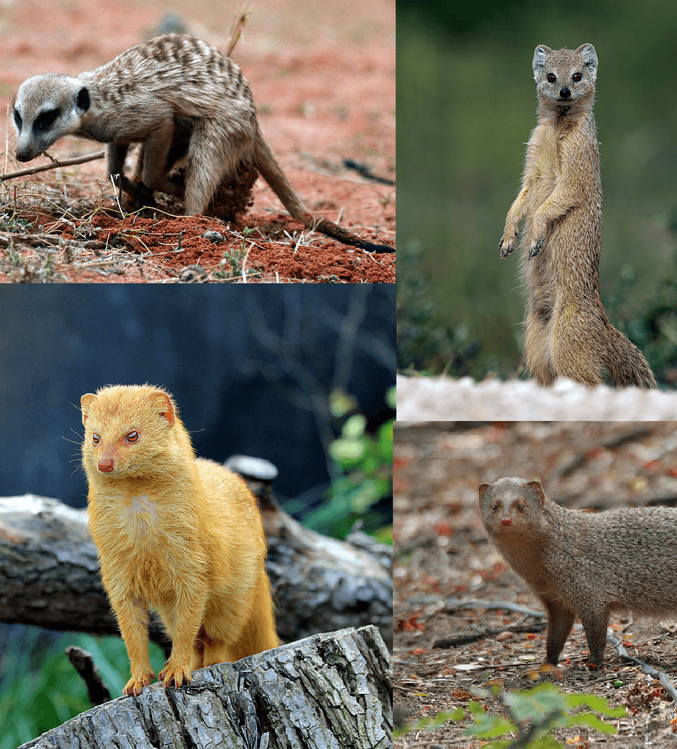 Mongoose - Wikipedia