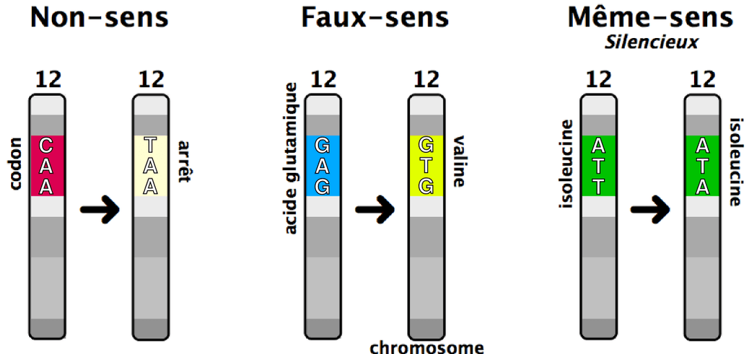 Mutation ponctuelle — Wikipédia