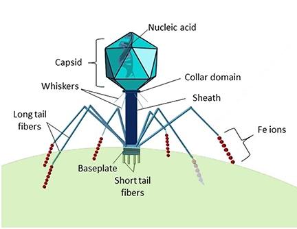 Marine viruses - Wikipedia