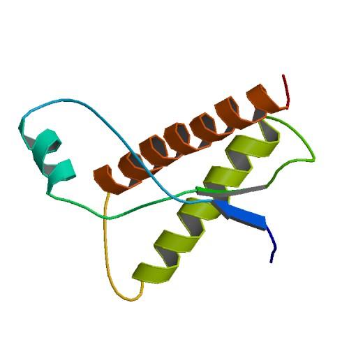 Prion (protéine) — Wikipédia