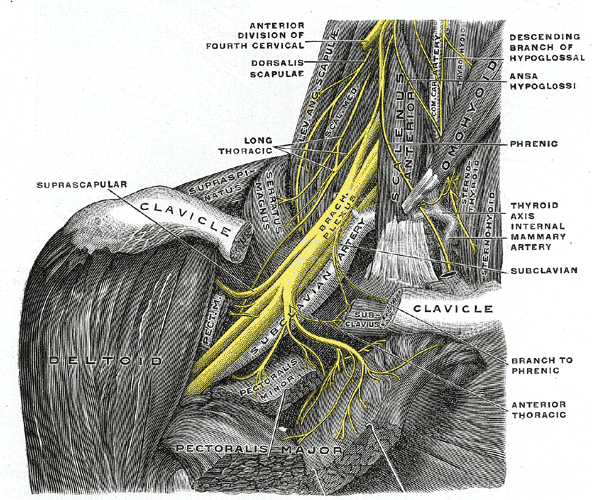 Brachial plexus injury - Wikipedia