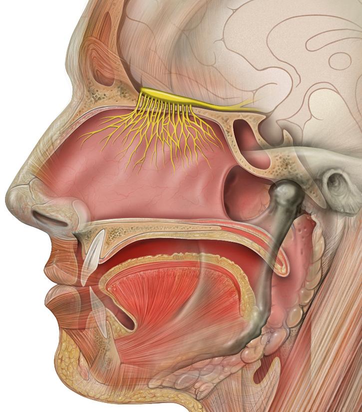 Olfactory nerve - Wikipedia