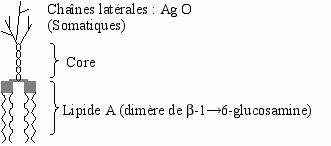 Lipopolysaccharide — Wikipédia