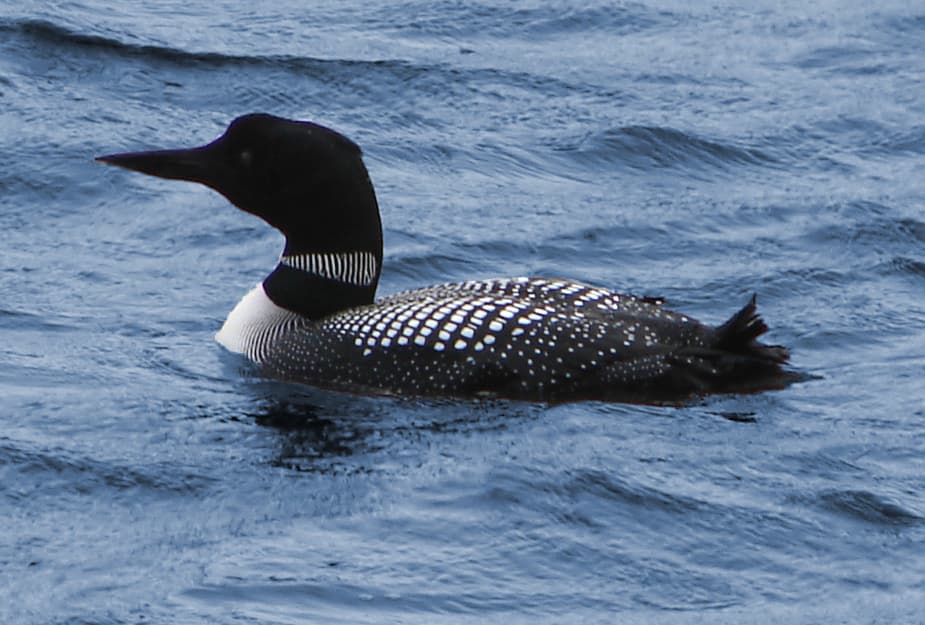 Plongeon huard — Wikipédia