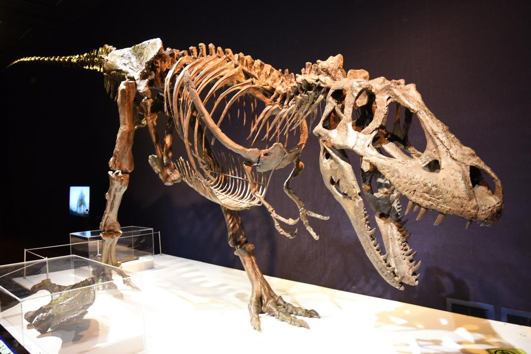 Daspletosaurus - Wikipedia