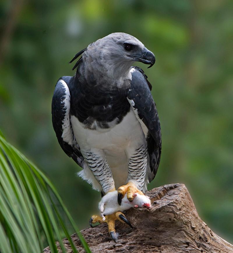 Harpy eagle - Wikipedia