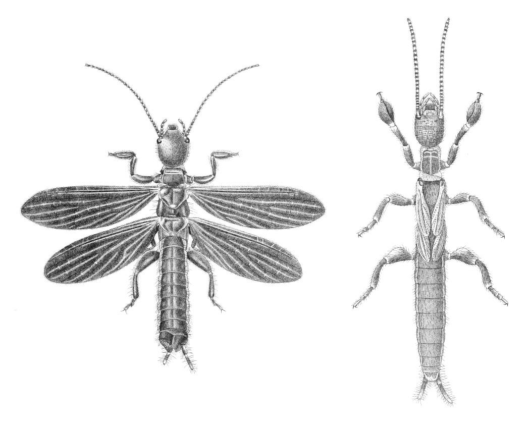 Embioptera — Wikipédia