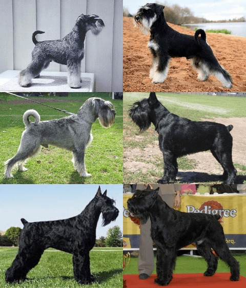 Schnauzer - Wikipedia