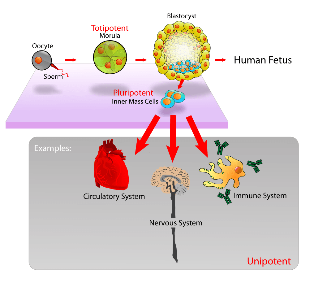 Cell potency - Wikipedia