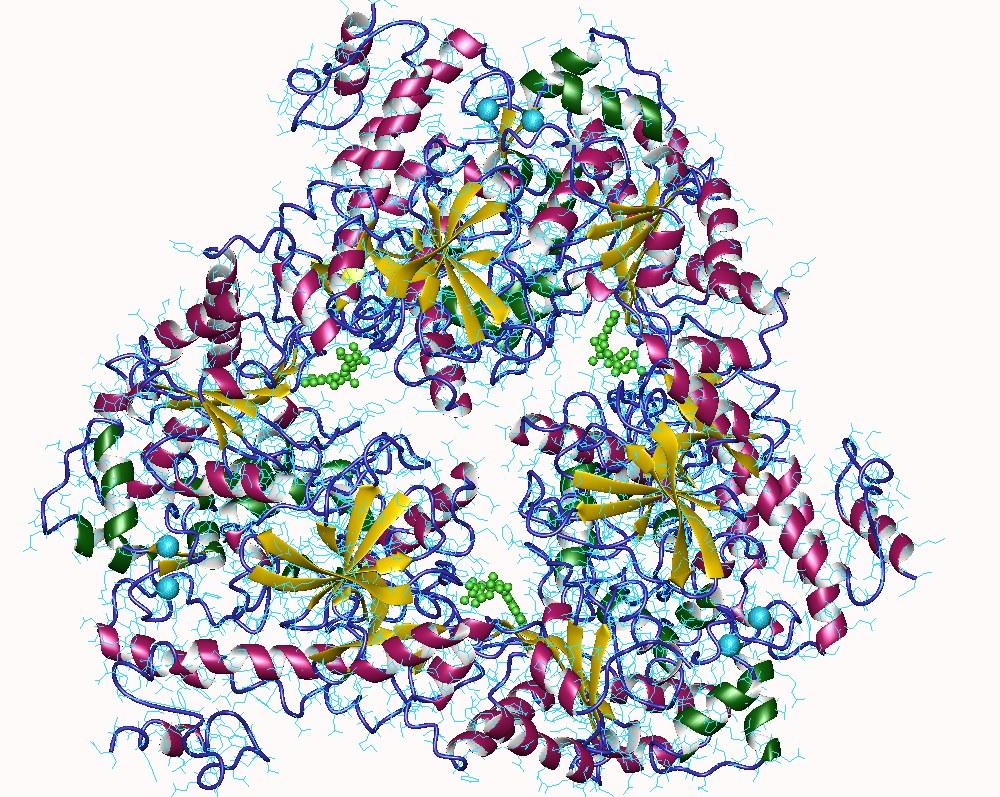 Adénylate cyclase — Wikipédia