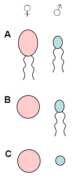 Anisogamie — Wikipédia