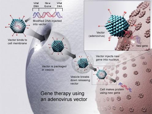 Human genetic enhancement - Wikipedia