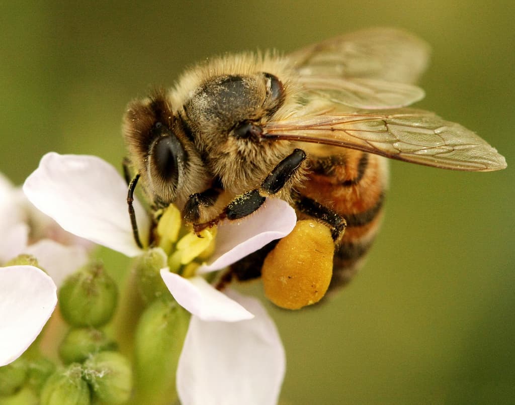 Corbeille à pollen — Wikipédia