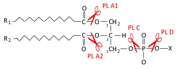 Phospholipase C — Wikipédia