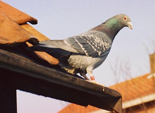 Homing pigeon - Wikipedia