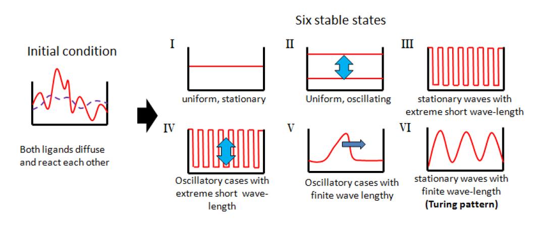 Turing pattern - Wikipedia