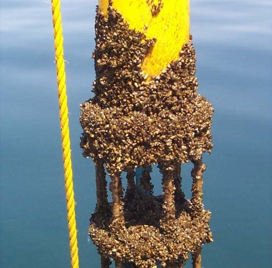 Biofouling - Wikipedia