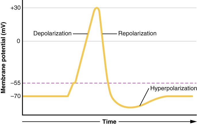 Depolarization - Wikipedia