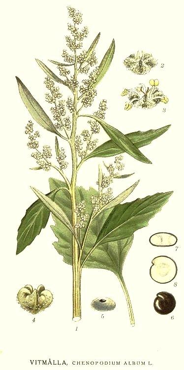 Chenopodium — Wikipédia