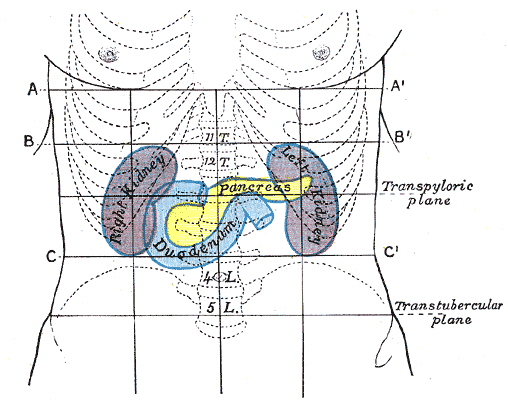 Pancréas — Wikipédia