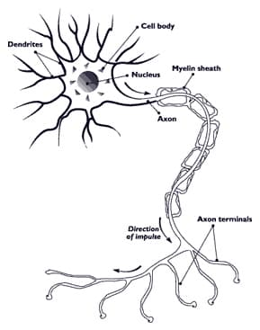 Hereditary neuropathy with liability to pressure palsy - Wikipedia