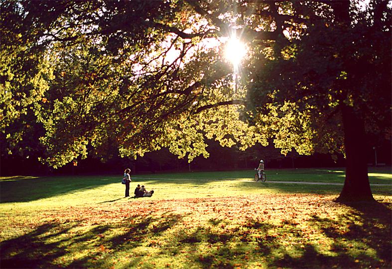 Arbre urbain — Wikipédia