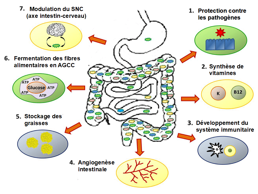 Microbiote intestinal humain — Wikipédia