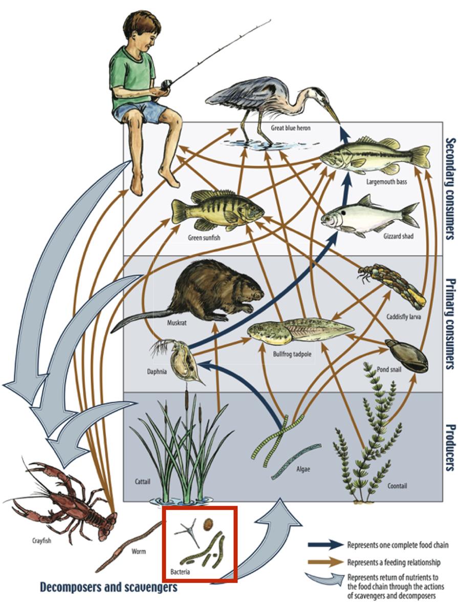 Food web - Wikipedia