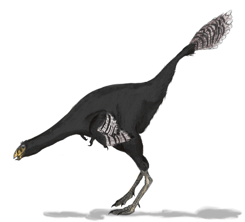 Caudipteryx — Wikipédia