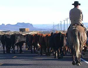 Cow-boy — Wikipédia